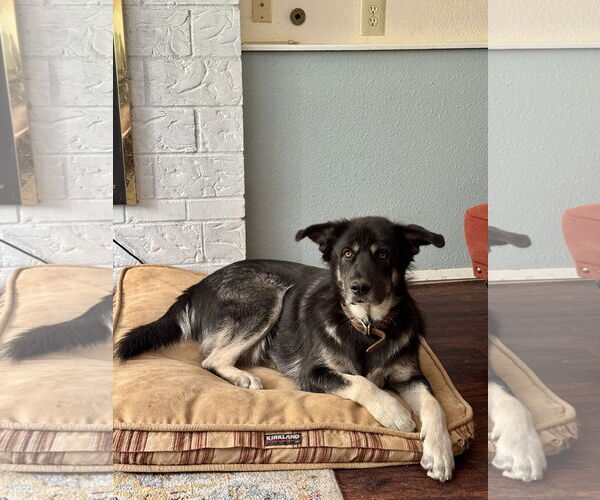 Medium Photo #8 Alaskan Malamute-Huskies  Mix Puppy For Sale in Seattle, WA, USA