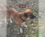 Small #16 Beagle-Mountain Cur Mix