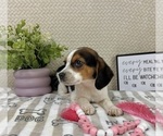 Small #2 Beagle