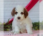 Small #5 Goldendoodle (Miniature)