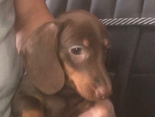 Dachshund Puppy for sale in PARKER, CO, USA