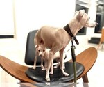 Small #6 Italian Greyhound