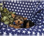 Small #3 Yorkshire Terrier