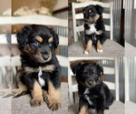 Small #18 Miniature American Shepherd