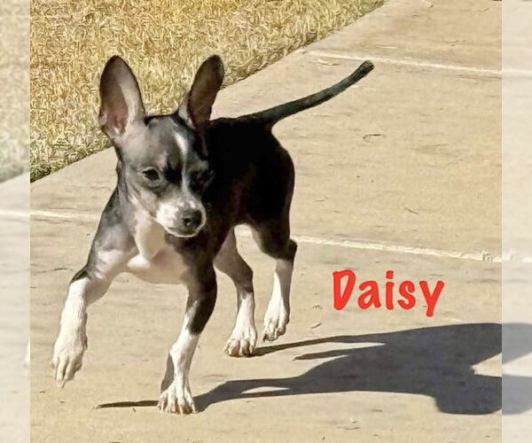 Medium Photo #1 Chihuahua-Unknown Mix Puppy For Sale in Grafton, WI, USA