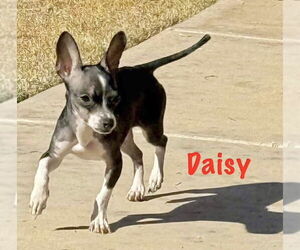 Chihuahua-Unknown Mix Dogs for adoption in Grafton, WI, USA