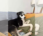 Small #6 Huskies  Mix
