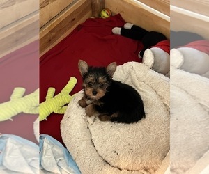 Yorkshire Terrier Puppy for sale in CLEWISTON, FL, USA