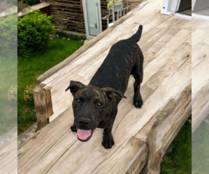 Mastiff-Unknown Mix Dogs for adoption in Vail, AZ, USA