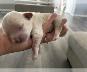 Maltipoo-Poodle (Miniature) Mix Puppy for sale in MURRIETA, CA, USA