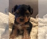 Small Photo #7 Yorkshire Terrier Puppy For Sale in SILVER CREEK, GA, USA