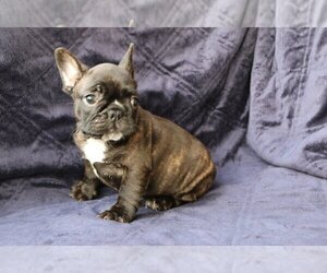 French Bulldog Puppy for sale in BLACKHAWK, CA, USA