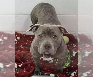 Staffordshire Bull Terrier-Unknown Mix Dogs for adoption in Fort Collins, CO, USA