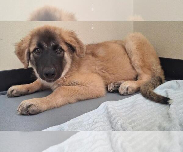 Medium Photo #4 Anatolian Shepherd-Unknown Mix Puppy For Sale in Rockwall, TX, USA
