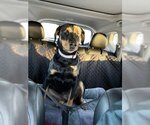 Small Photo #3 Doberman Pinscher-German Shepherd Dog Mix Puppy For Sale in Minneaoplis, MN, USA