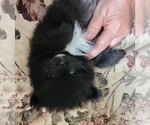 Small #17 Pomeranian