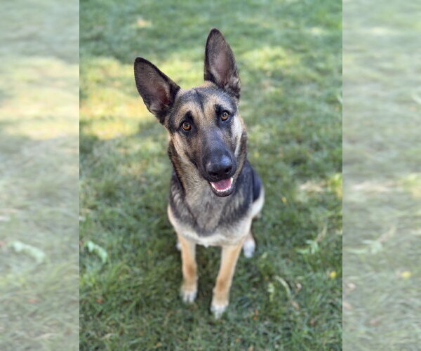 Medium Photo #3 German Shepherd Dog-Unknown Mix Puppy For Sale in Sandy, UT, USA