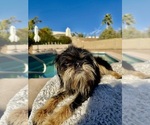 Small Photo #1 Brussels Griffon Puppy For Sale in SCOTTSDALE, AZ, USA