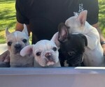 Small #8 Faux Frenchbo Bulldog-French Bulldog Mix