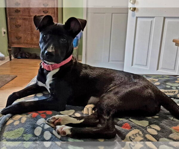 Medium Photo #13 Mutt Puppy For Sale in Germantown, OH, USA