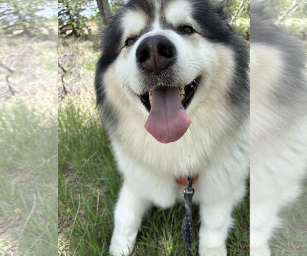 Medium Photo #2 Alaskan Malamute-Unknown Mix Puppy For Sale in Fort Collins, CO, USA