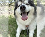 Small #1 Alaskan Malamute Mix