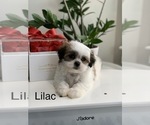 Puppy Lilac Mal-Shi