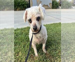 Poodle (Miniature) Dogs for adoption in Riverside, CA, USA