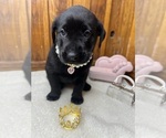 Small #7 Labrador Retriever