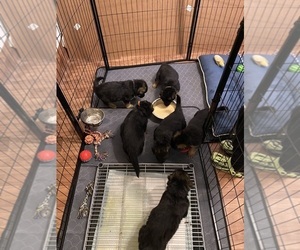 German Shepherd Dog Litter for sale in HESPERIA, CA, USA