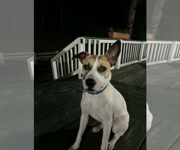 Medium Photo #1 Mutt Puppy For Sale in Woodbury, NY, USA