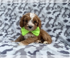 Cavapoo (Miniature) Puppy for sale in LAKELAND, FL, USA