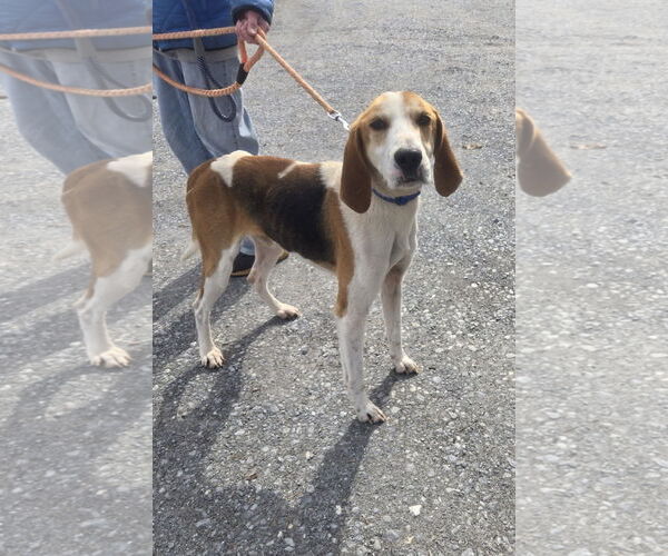 Medium Photo #4 Mutt Puppy For Sale in Rustburg, VA, USA
