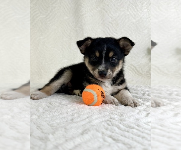 Medium Photo #2 Miniature Australian Shepherd-Pomsky Mix Puppy For Sale in GREENFIELD, IN, USA