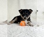 Small #1 Miniature Australian Shepherd-Pomsky Mix