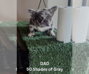 Father of the French Bulldog puppies born on 05/12/2024