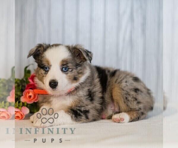 Medium Photo #3 Miniature Australian Shepherd Puppy For Sale in REBERSBURG, PA, USA