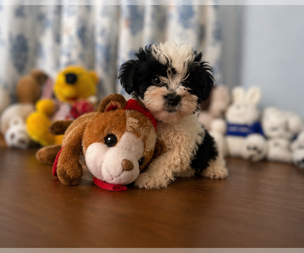 Medium Photo #25 Morkie Puppy For Sale in DURHAM, CT, USA
