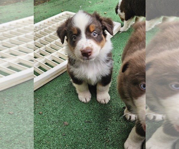 Medium Photo #5 Australian Shepherd Puppy For Sale in NELSON, VA, USA