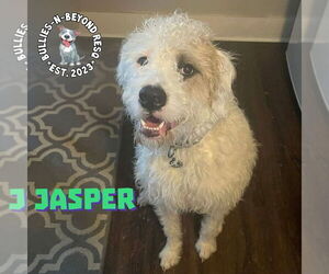 Jasper - Male Bernese Mountain Dog-Unknown Mix Dog for Adoption - Photo #2