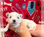 Small #1 Maltese