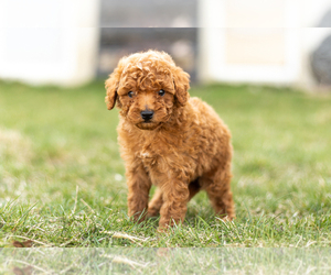 Medium Maltipoo