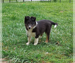 Puppy Puppy 3 Shetland Sheepdog