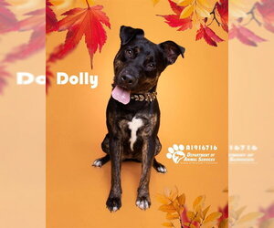 DOLLY - Female Holland Shepherd Dog for Adoption - Photo #4