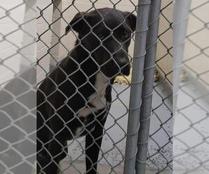 Labrador Retriever-Unknown Mix Dogs for adoption in Anchorage, AK, USA