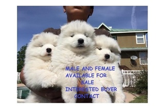 Samoyed Puppy for sale in ENTERPRISE, AL, USA