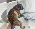 Small #1 American Pit Bull Terrier
