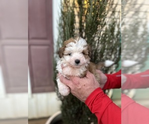 Aussiedoodle Miniature  Puppy for sale in FLAT ROCK, NC, USA