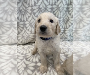 Goldendoodle Puppy for sale in N HIGHLANDS, CA, USA