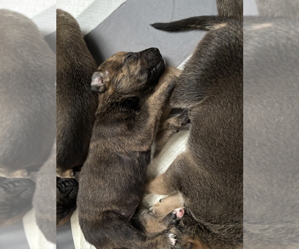 Medium Photo #6 Boxer-German Shepherd Dog Mix Puppy For Sale in RUSTBURG, VA, USA